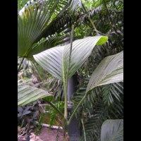 Chamaedorea Ernesti-Augustii (fam. Arecacees) (Amerique centrale) (2)